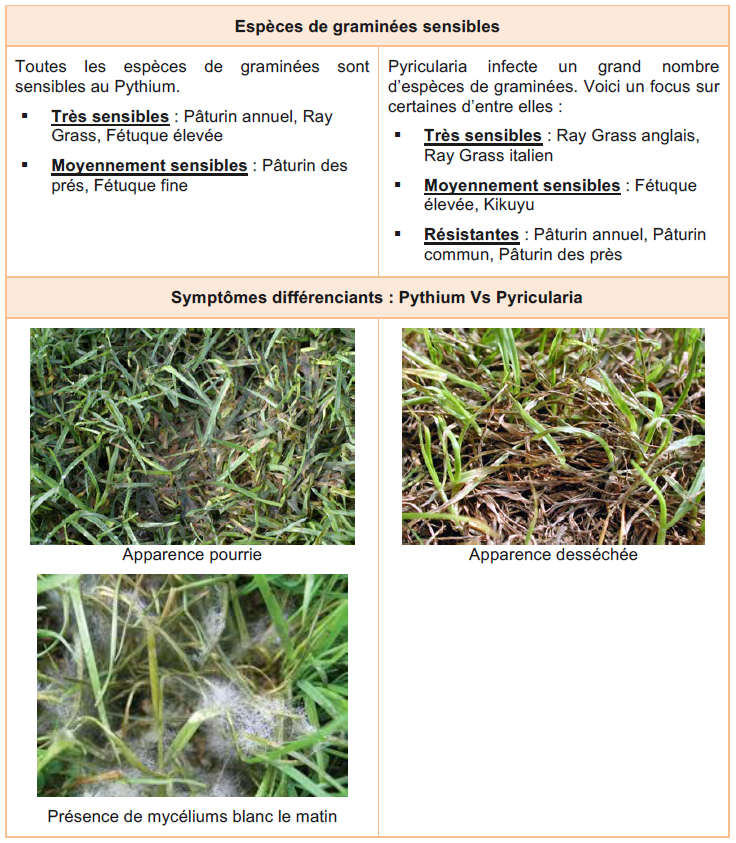 pythium