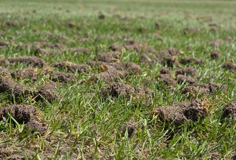 Unterhalt Naturrasen