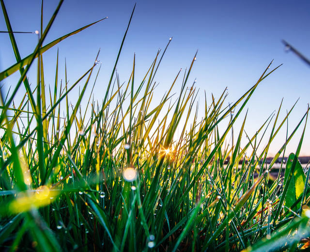 GREENKEEPER