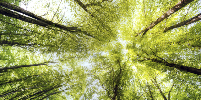 forêt plantation