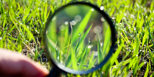 Vigilance gazon loupe